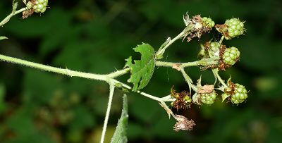 Bild14