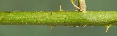 Bild16