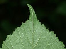 Bild6