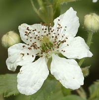 Bild24
