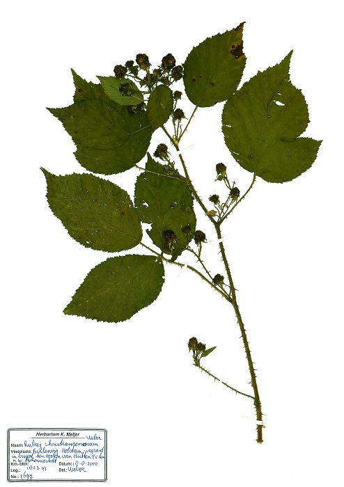 Bild3