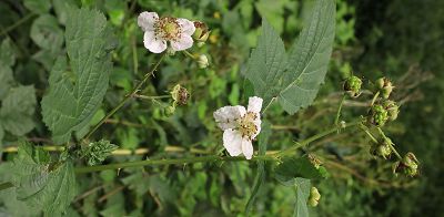 Bild12
