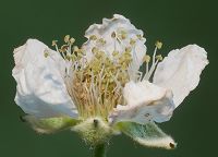 Bild24