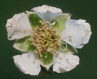 Bild24