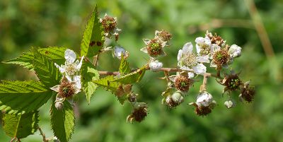 Bild12