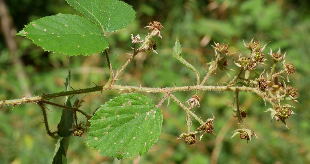 Bild3