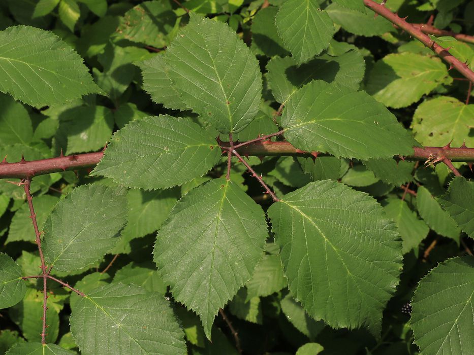 Bild3
