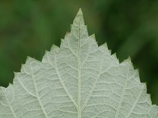 Bild6