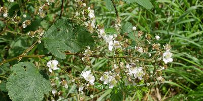 Bild12