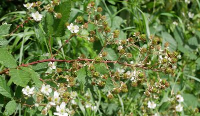 Bild14
