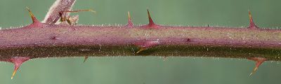 Bild16