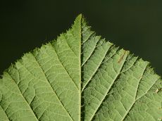Bild6