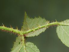 Bild5