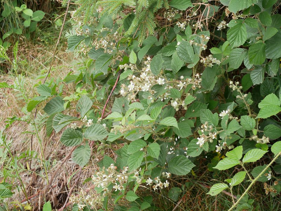 Bild3