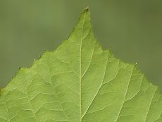Bild6