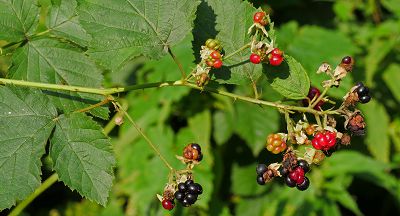 Bild12