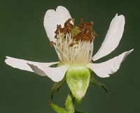 Bild24