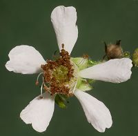 Bild24