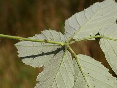 Bild5