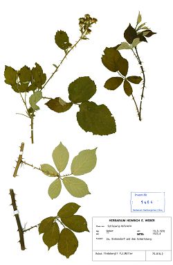 Bild2