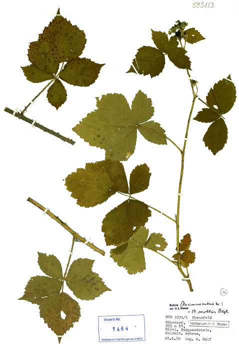 Bild3