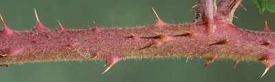 Bild16