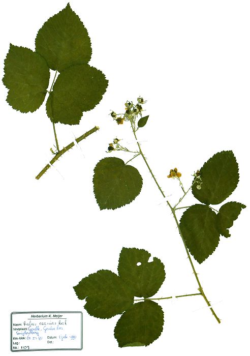 Bild3