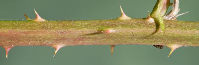 Bild16