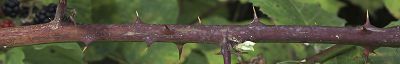 Bild12