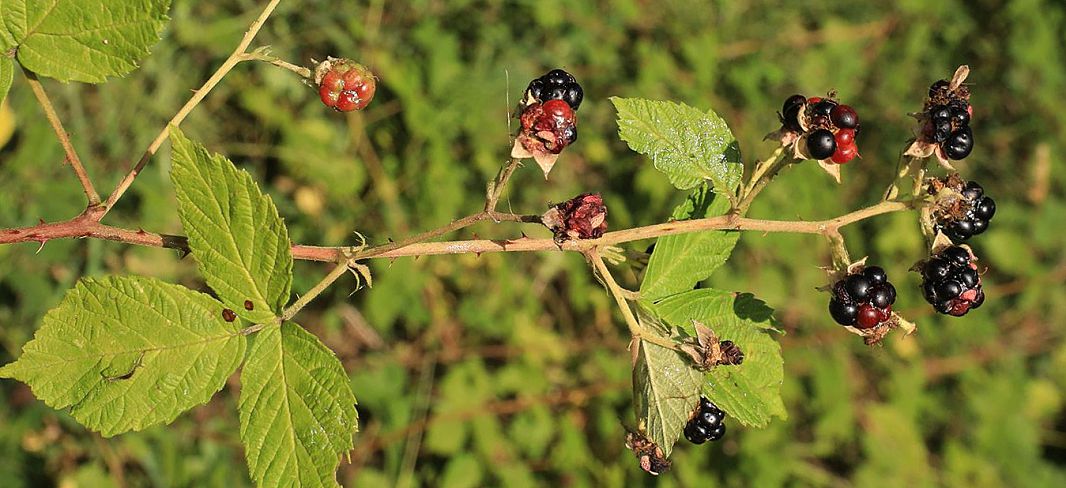 Bild3