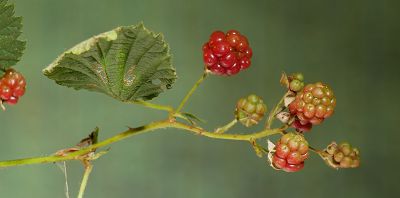 Bild14