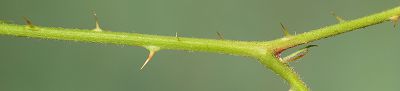Bild16