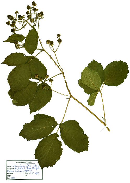 Bild3