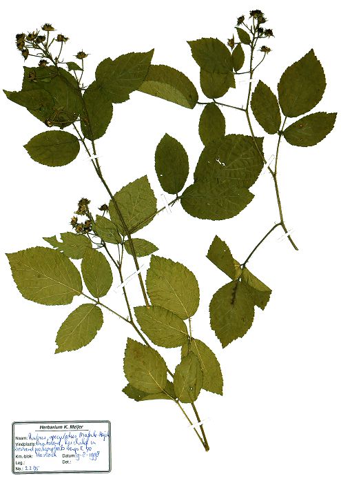 Bild3
