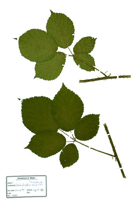 Bild3