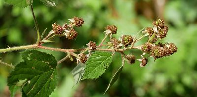 Bild12