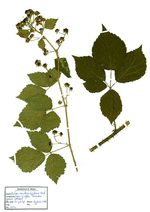 Bild3
