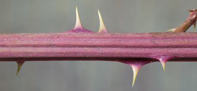 Bild16