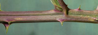 Bild12