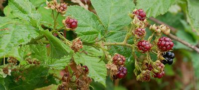 Bild14
